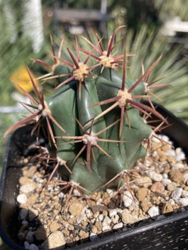 フェロカクタス 緋翔竜錦 4年育成 美株／生育良好 フェロカクタス 緋翔竜錦 4年育成 美株／生育良好