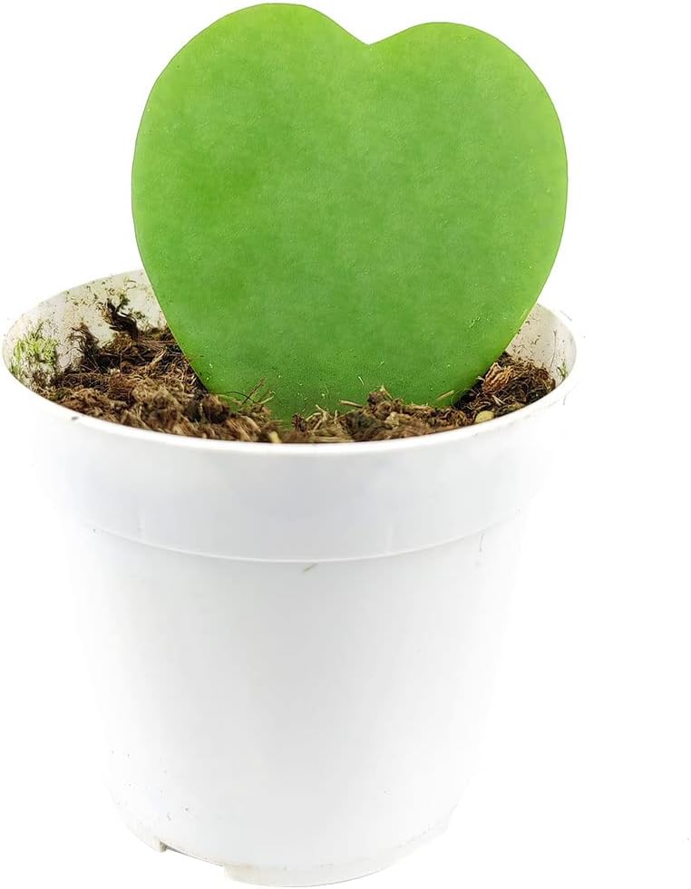 Hoya Kerrii Heart (4" Grower Pot) | Sweetheart or Valentine Hoya | Heart Shaped Leaf Houseplant | Live Healthy Houseplant for Home Office Decoration