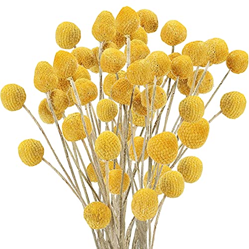 10 Best 10 Dried Yellow Flowers Of 2021 of 2022