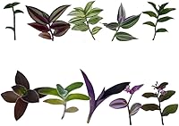 Vista 6 de Esquejes de plantas sin raíz de USKC (3 piezas Tradescantia Flumenisis 'Lavender' sin raíces)