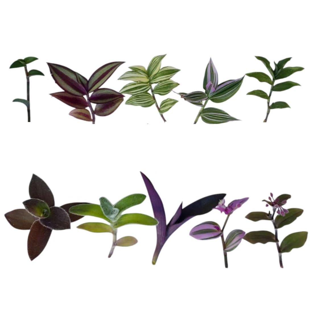 No Root Plant cuttings from USKC (10 Different Types Wandering Jew Leave cuttings #B)