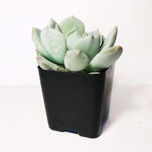 Miniatura 5 de Titanopsis Calcarea - Hoja de hormigón de 4 pulgadas, suculenta saludable, rara e inusual, viva de fácil cuidado, planta interior de casa,