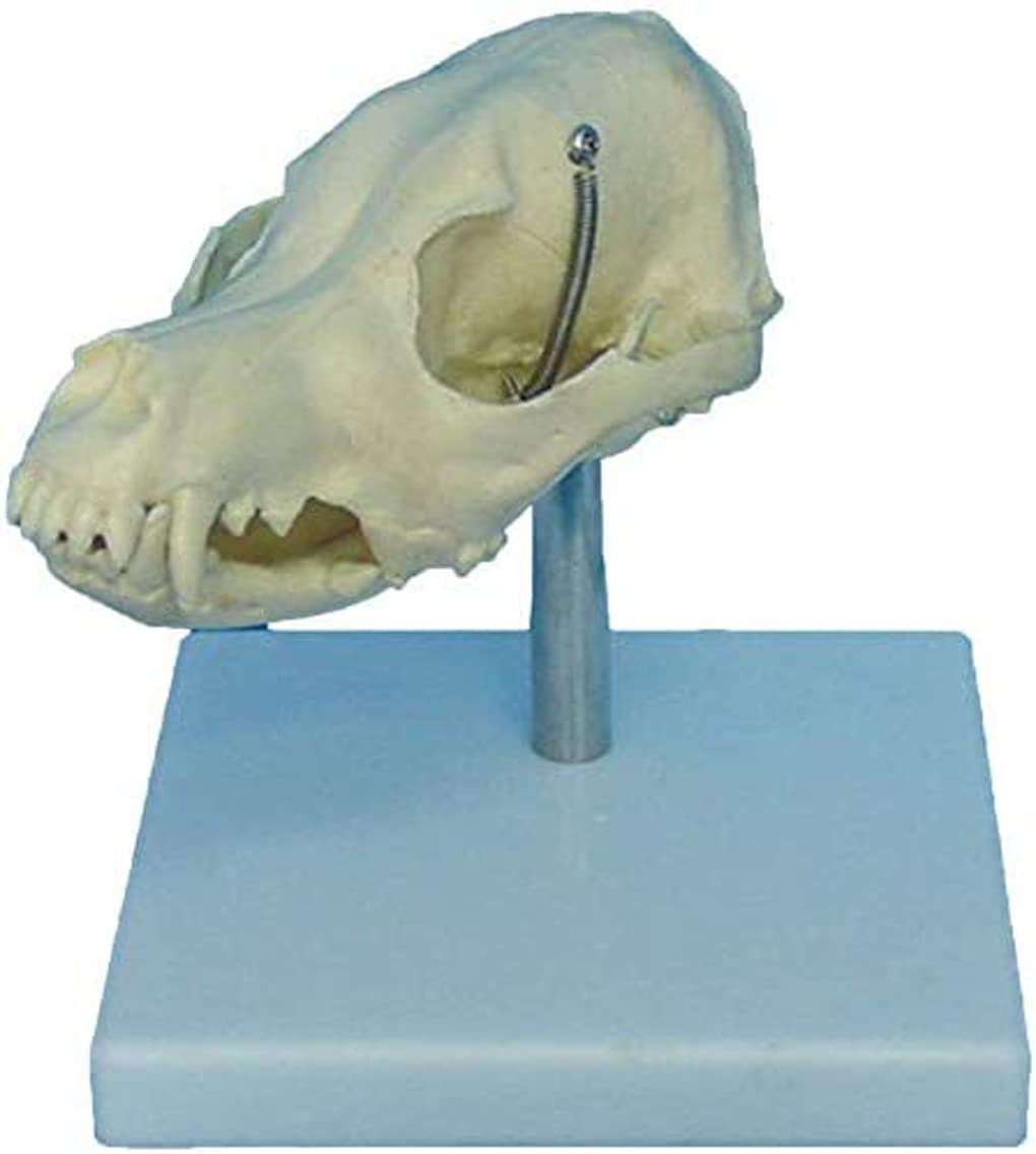 アフガンハウンド 骨格標本 頭骨 アフガンハウンド 骨格標本 頭骨