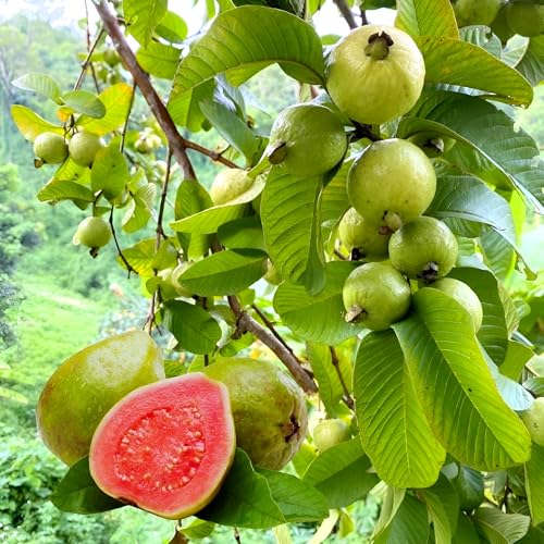 Image of Hidden Enterprise Taiwan Guava Live Fruit Plant High Yield Sweet Variety | Height 1.5-2 Feet | Without Pot | Ideal for Home Garden Balcony Terrace Outdoor Growing with Healthy Roots