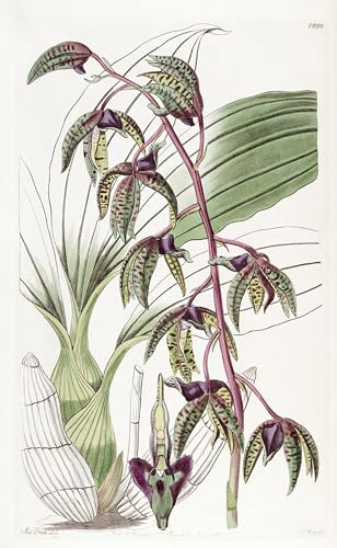 Tableau Catasetum Deltoideum oeuvre d'artiste célèbre sur toile de lin dense