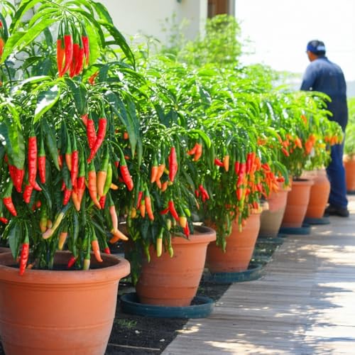 GREEN24 Chilidünger Paprikadünger Spezial Capsicum, zum düngen von Chili (Chilli) Peperoni Paprika und auch Tomaten, Flüssig - Dünger der Profi Linie