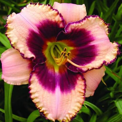 semillas hemerocallis perennes resistentes bonsái interior jardín - Hemerocallis middendorffii 100pcs semillas