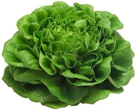 Lettuce Fresh from Germany, Pack of 1