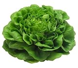 Kopfsalat frisch aus Deutschland, 1 Stück