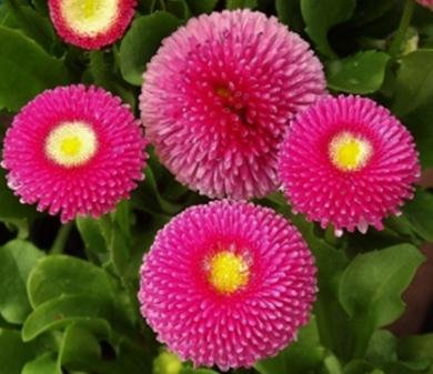 Daisy Red Bellis Seeds (Pack of 50 Seeds)-image-37