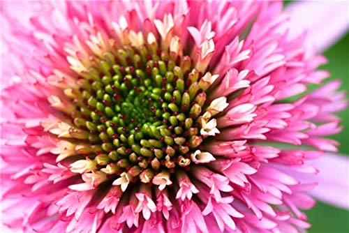 Echinacea purpurea im Topf  Winterhart, Mehrjhrig, Pflegeleicht   Purpursonnenhut  Staude fr Beet & Garten : Amazon.de: Garten