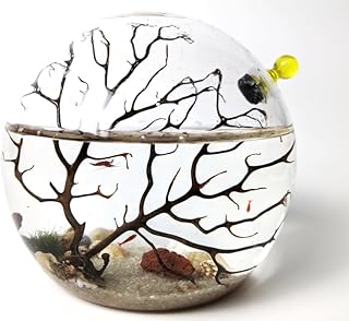 Glass Self Sustaining Shrimp Ecosphere Small