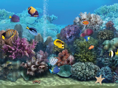 Living Marine Aquarium DVD - Thumbnail 3