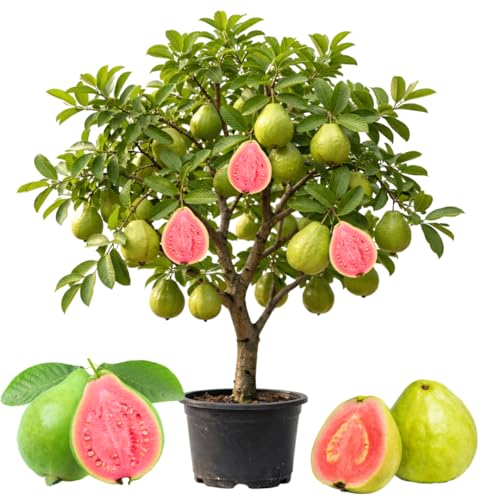 Pink Guava Plant Live Sweet Tropical Guava Fruit Tree 23 Ft Tall in 3 Gallon Pot Ready to Grow No Ship to CA