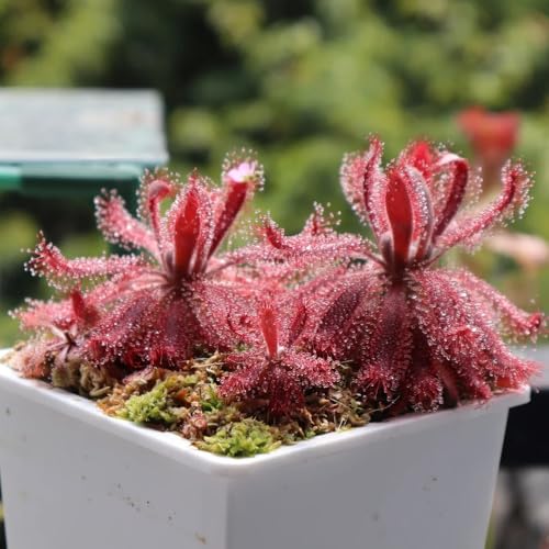 sonnentau - fleischfressende - bodendecker winterhart luftreinigende zimmerpflanzen winterharte kübelpflanzen bodendecker 200samen