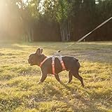Huntboo Sicherheitsgeschirr Hund Ausbruchsicher, Panikgeschirr für Hunde, Reflektierendes Geschirr mit Gepolstertem Griff, Verstellbare Weste für Kleine Hunde, die Spazieren Gehen (Orange,S)