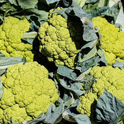 semillas de coliflor orgánicas - balcón interior decoración 250pcs