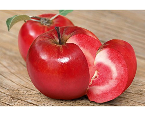 Säulenapfel Baya® Marisa – rotschaliger Apfelbaum im Topf, kompakt & pflegeleicht, ideal für Garten, Terrasse & Balkon – dekorativer Obstbaum ca. 60 cm Gesamthöhe inkl. Topf