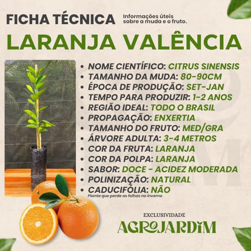 Muda Frutífera de Laranja Valência Enxertada