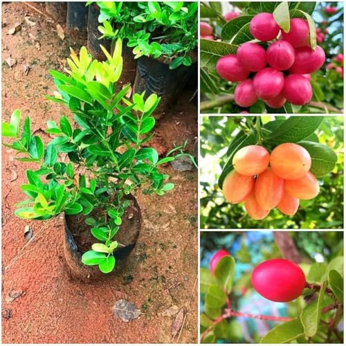 Image of All-Time12 Months Hybrid Grafted Guti Kolom Live Fruit Plant Original & Authentic Organic Tree for Outdoor Fast-Growing Fruit Plant Home Pack Of-1 (Guti Kalam Koromcha Fruit Plant, Medium)