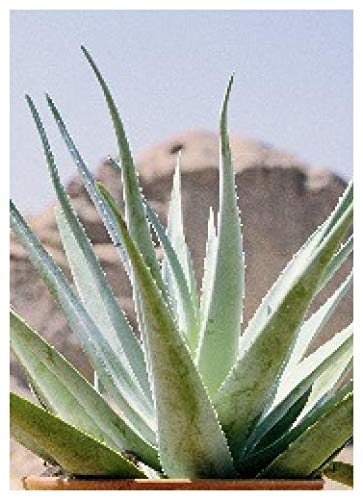 TROPICA - Aloe vera (Aloe vera syn. Aloe barbadensis Mill.) - 10 Seeds - Cacti / Succulents