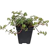 Blue Angel Trailing Pilea - Houseplant/Terrarium/Fairy Garden - 2.5' Pot