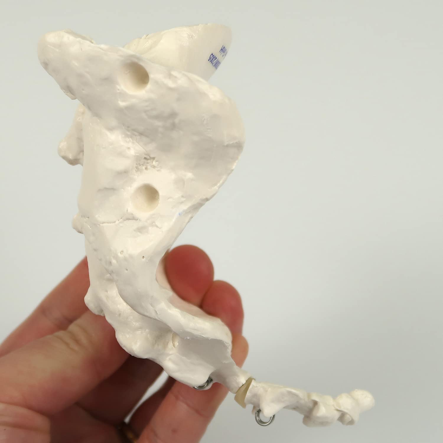 3B Scientific Menschliche Anatomie - Kreuzbein mit Steißbein + kostenlose Anatomie App - 3B Smart Anatomy