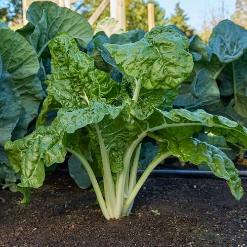 Burpee Fordhook Giant Swiss Chard Seeds - Heirloom Spinach Substitute Greens - Thumbnail 3