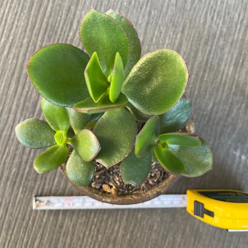 観葉植物 金のなる木」の人気商品一覧 | 安い商品を通販サイトから探す