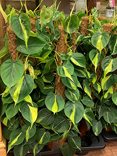 Philodendron scandens Brasil - Sweetheart Plant - Moss Pole.