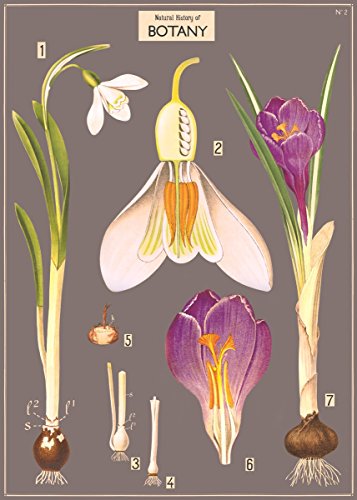 PDTXCLS Cavallini & Co. Decorative Wrap Poster, Botany, 20 x 28 inch Italian Archival Paper (WRAP/NHBOT)… XC