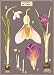Cavallini & Co. Botany Poster Wrapping Paper Sheet