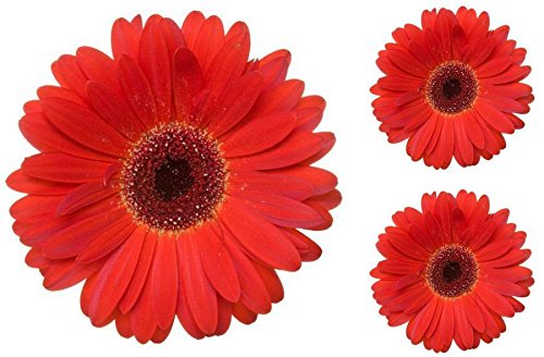 Akachafactory Set 3X Autocollant Sticker Voiture Moto Fleur Rouge Deco Enfant