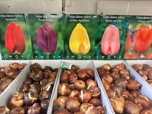 Bulbi di TULIPANO | Bulbi provenienti dai migliori produttori Olandesi | Esclusiva selezione e controllo qualità | Fioritura garantita dal primo anno. (10 Tulipani TRIONFO MIX)