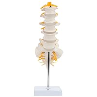 Vista 1 de Axis Scientific Modelo de anatomía de la columna lumbar con sacro y nervios espinales, réplica didáctica demuestra sección lumbosacra con nervios