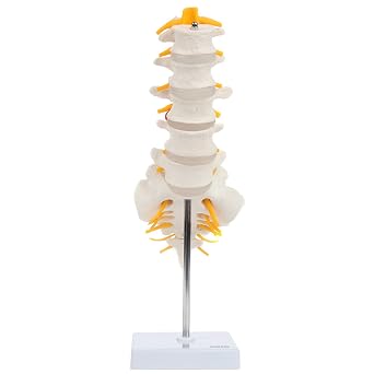 Axis Scientific Lumbar Spine Anatomy Model with Sacrum and Spinal Nerves, Didactic Replica Demonstrates Lumbrosacral Section with Nerves and A Herniated Disc At L4 - Includes Base for Display and