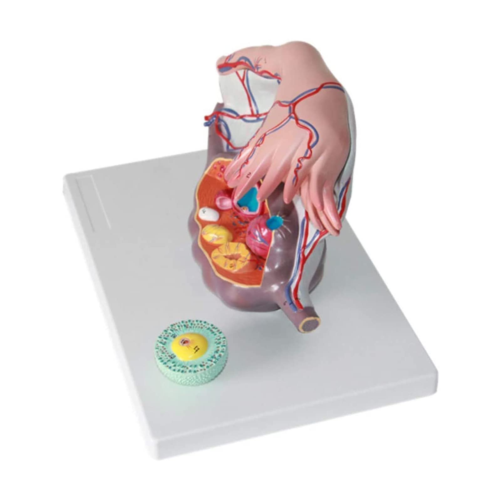 Modello Didattico, Modello Anatomico Ovarico In Plastica, Modello Di Utero, Modello Anatomico Dell'Apparato Riproduttivo Femminile Per Supporto Didattico In Ginecologia, Kit Scientifici, Materiale Di