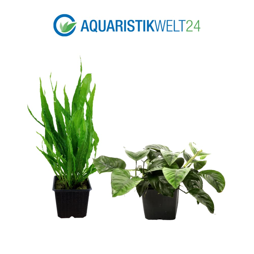 AquaOne Piante per acquario, 3 piante matrici XL, pianta madre per acquario, Anubias barteri Microsorum pteropus Hygrophila corymbosa I Set di 3 piante acquatiche