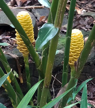 See full amazon price history chart for Green Brigade Beehive Ginger - Yellow Green Brigade Beehive Ginger - Yellow (B09KBSCNL4) Amazon Price History, Amazon Price Tracker