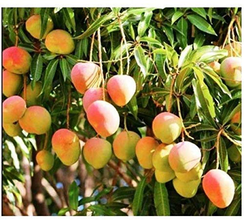 Delorea Care Bonsai All Season Mango Plant Sweet Dwarf Maldah Special Fruit Live Plant (B097NBTF8K) Amazon Price History, Amazon Price Tracker