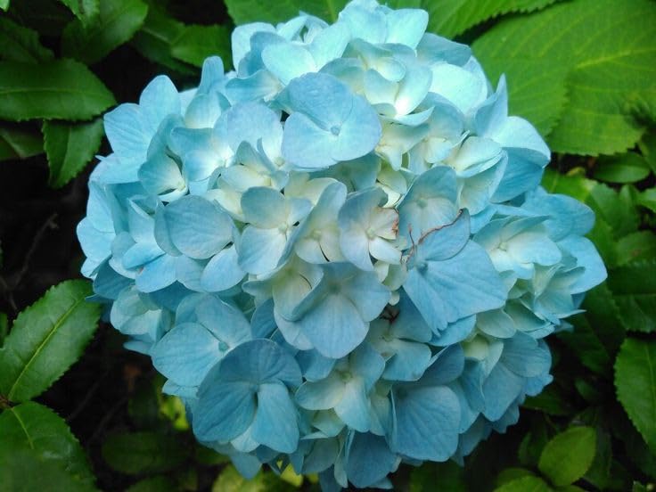 SVG® Hydrangea flower seeds For Your Home & Garden pack of 80 seeds (SKYBLUE)