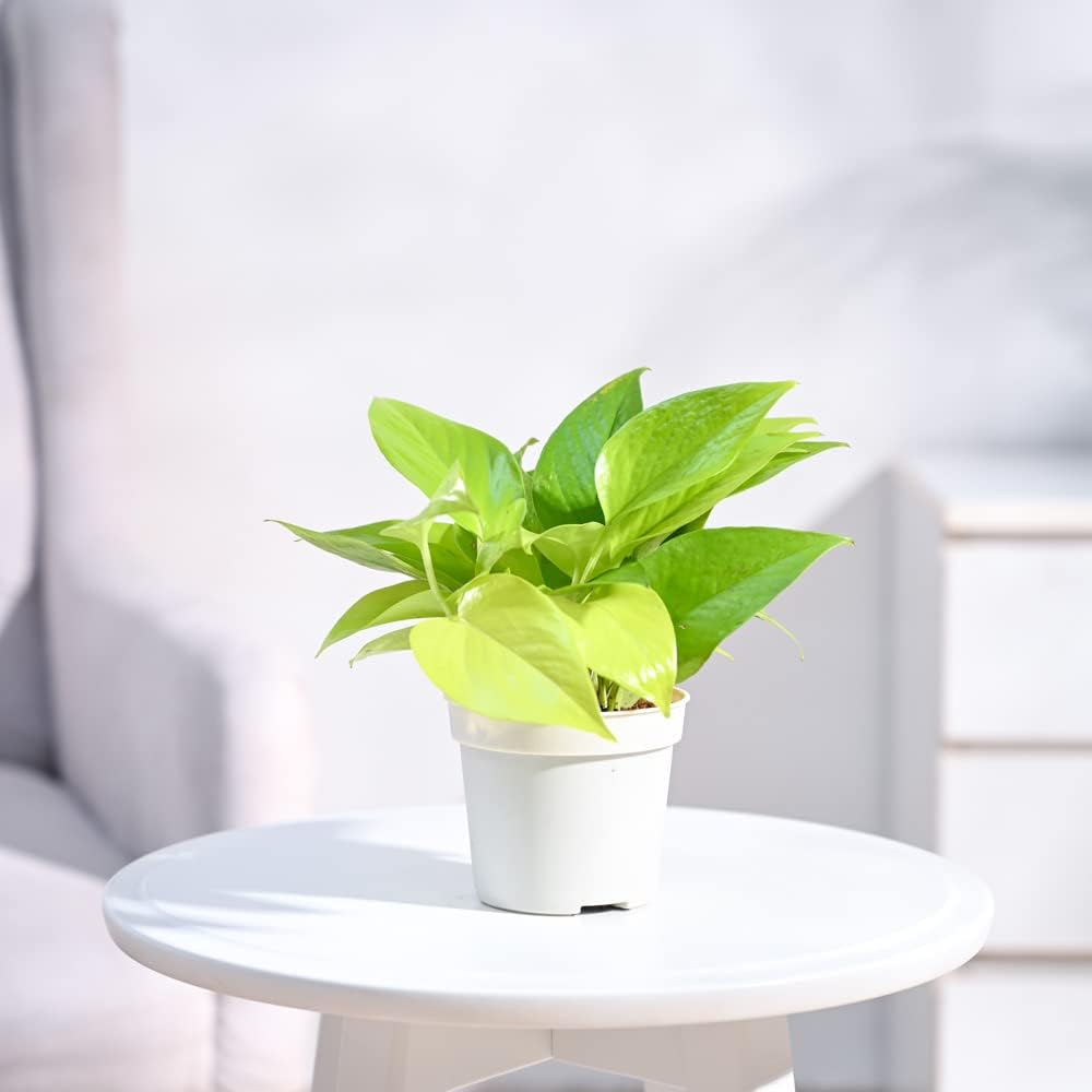 UGAOO Live Money Plant Golden with Pot