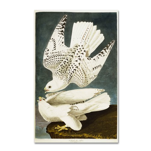 Iceland Or Jer Falcon Artwork By John James Audubon, 16 By 24-Inch Canvas Wall Art #TOP12