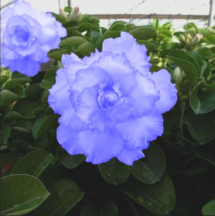 Adenium Blue Color Live Plant (B0CDHJPYDJ) Amazon Price History, Amazon Price Tracker