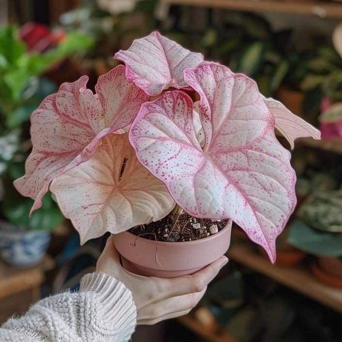 Imported caladiums Flower Bulbs for Home and Kitchen Gardening Pack of 2 Bulbs (STRIP PINK WITH WHITE)