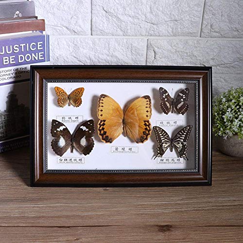 Exquisite Butterflies Specimen, Insect Specimen, for Family for Friends(Black frame), 19.5*29.5*4 cm - Image 2