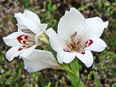 Amazon グラジオラ球根 秋植え球根 植物の球根 特別な中庭の豪華な根茎の植物花盆栽美しい 5球根 花