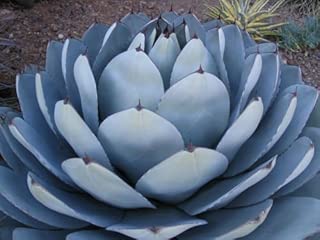 100 Seeds Agave Parryi Truncata Rare Succulent Artichoke Exotic Garden Aloe Seed - coolthings.us