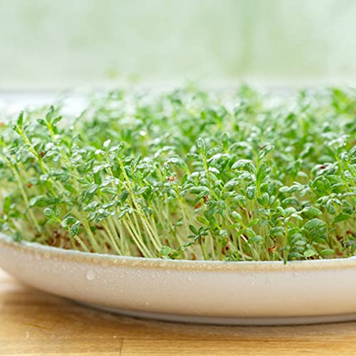 Qauzuy Garden 600 Premium Garden Cress ( Curly Cress) Mustard And Cress Seeds, Non-Gmo Heirloom Vegetables Seeds, High Nutritious, Fast-Growing, Edible Herb #TOP3