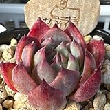 カシ オ 札 ?多肉植物 抜き苗